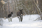 donkey in the winter