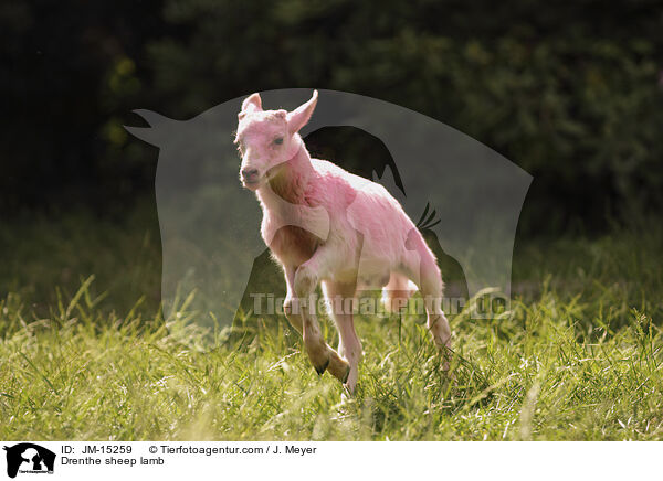 Drenthe sheep lamb / JM-15259
