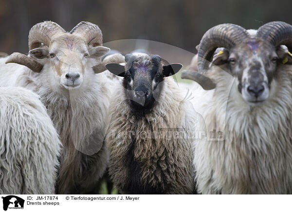 Drents sheeps / JM-17874