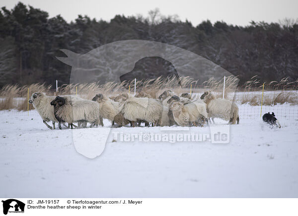 Drenthe Heideschafe im Winter / Drenthe heather sheep in winter / JM-19157