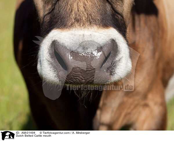 Dutch Belted Cattle mouth / AM-01494