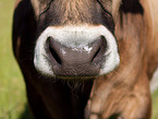 Dutch Belted Cattle mouth