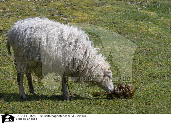 Skudde Sheeps / JOH-01540