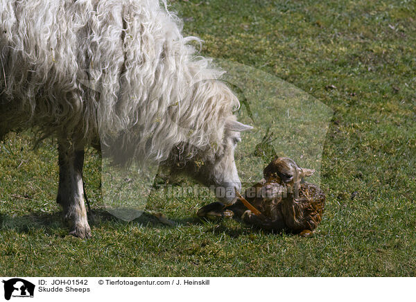 Skudden / Skudde Sheeps / JOH-01542