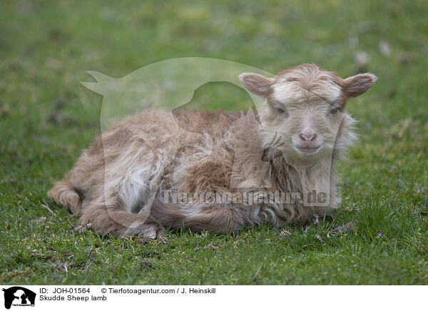 Skudde Sheep lamb / JOH-01564