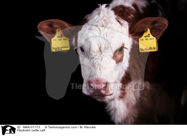 Fleckvieh cattle calf / MAK-01173
