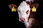 Fleckvieh cattle calf