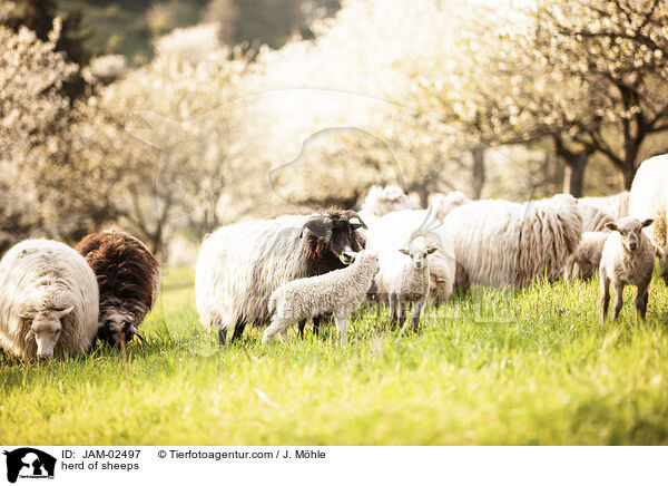 herd of sheeps / JAM-02497