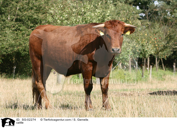 cattle / SG-02274