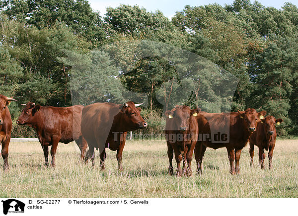 cattles / SG-02277