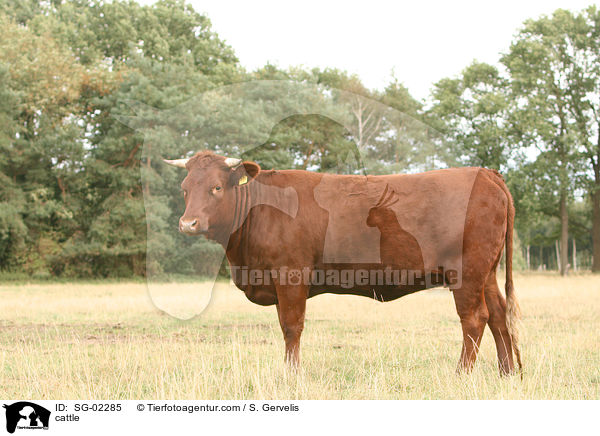 cattle / SG-02285