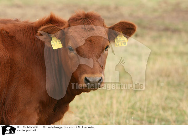 cattle portrait / SG-02286