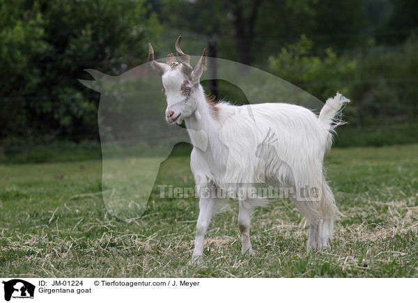 Girgentana goat / JM-01224
