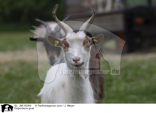 Girgentana goat / JM-16269