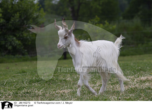 Girgentana goat / JM-16273