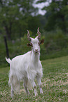 Girgentana goat