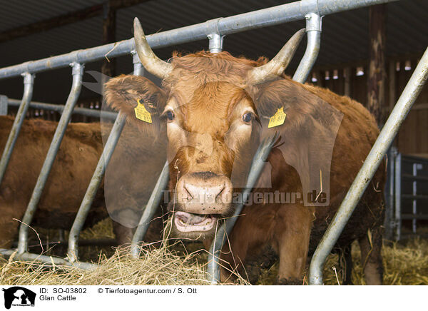 Glan Cattle / SO-03802
