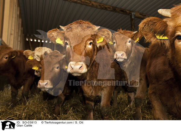 Glan Cattle / SO-03813