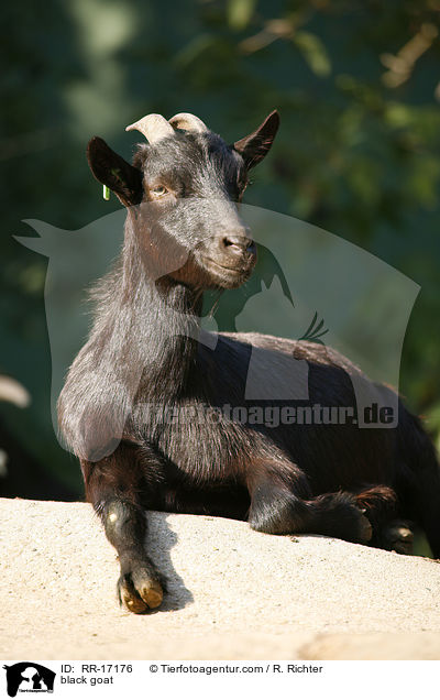 black goat / RR-17176