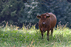 Harz red Mountain Cattle