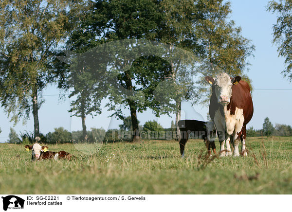 Hereford cattles / SG-02221