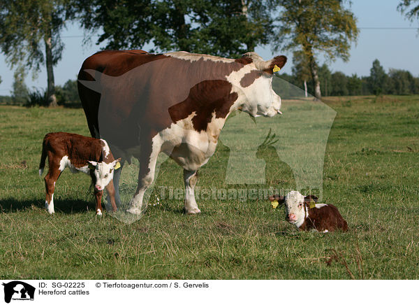 Hereford cattles / SG-02225