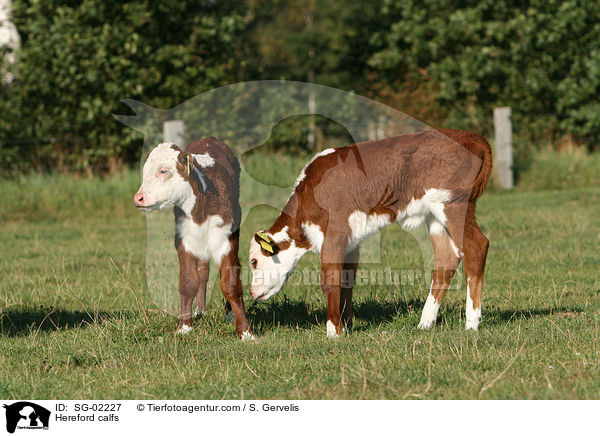 Hereford calfs / SG-02227