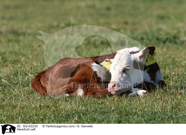 Hereford calf / SG-02230