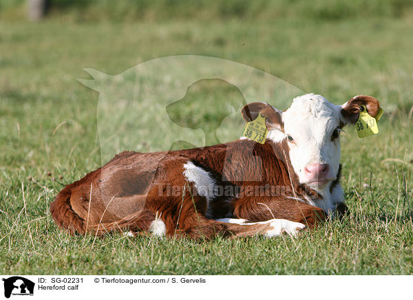 Hereford calf / SG-02231