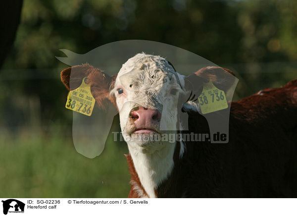 Hereford calf / SG-02236