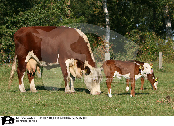Hereford cattles / SG-02237
