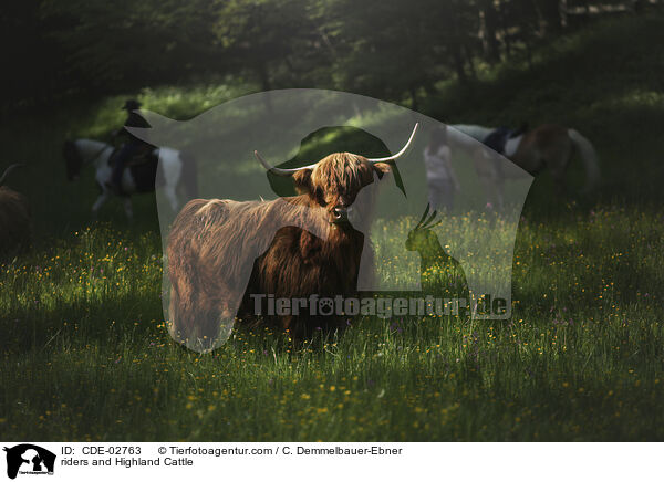 riders and Highland Cattle / CDE-02763