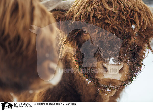 Highland Cattle / VJ-05268