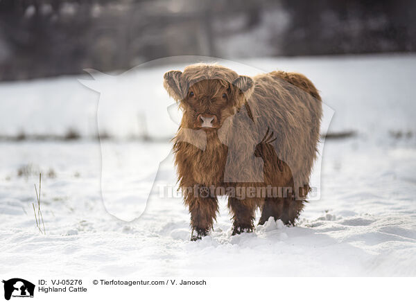 Highland Cattle / VJ-05276