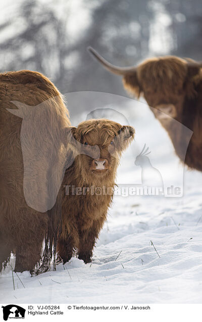 Hochlandrinder / Highland Cattle / VJ-05284