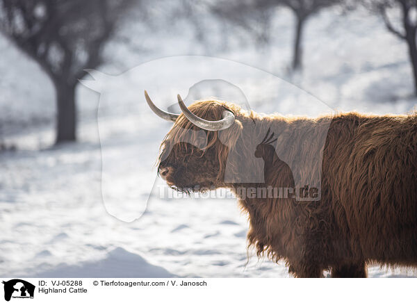 Highland Cattle / VJ-05288