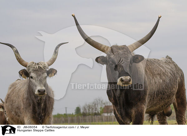 Hungarian Steppe Cattles / JM-06054
