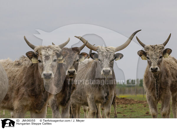 Hungarian Steppe Cattles / JM-06055