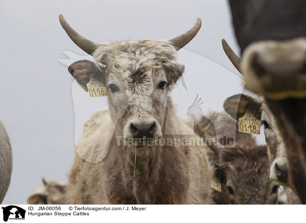 Hungarian Steppe Cattles / JM-06056
