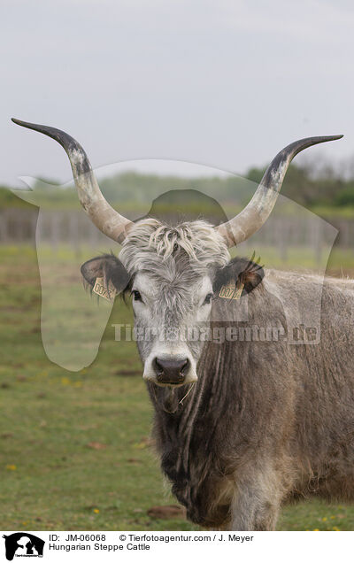 Hungarian Steppe Cattle / JM-06068