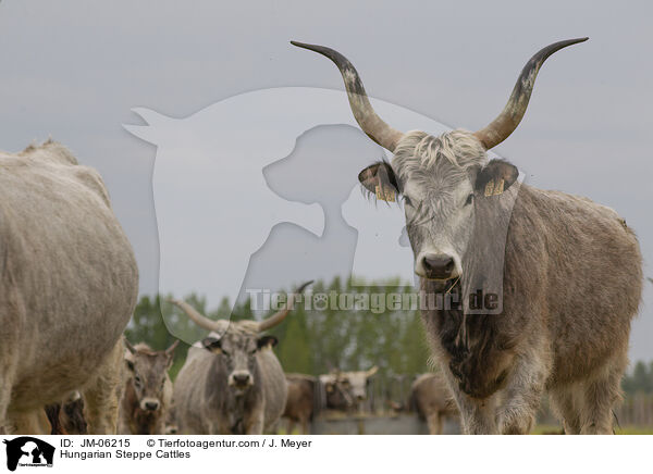 Hungarian Steppe Cattles / JM-06215