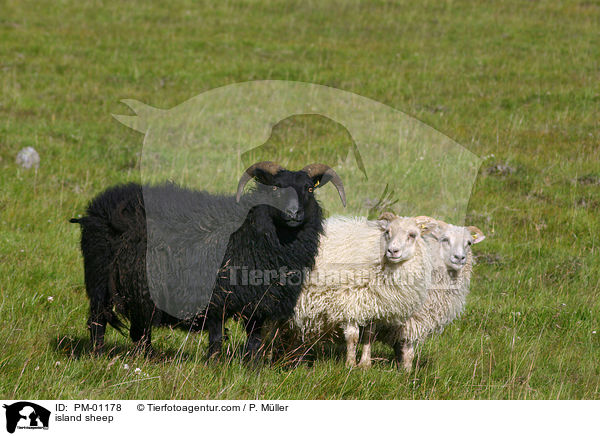 island sheep / PM-01178