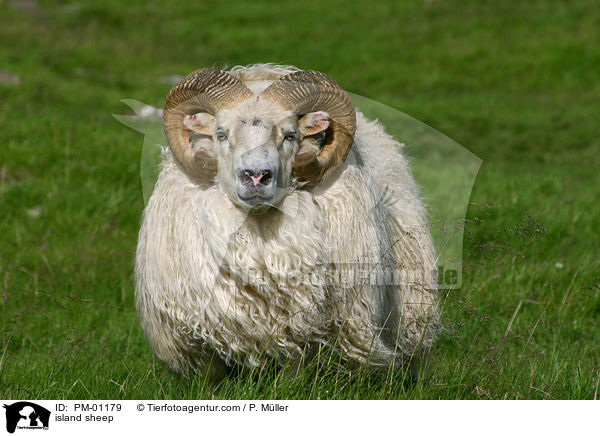 island sheep / PM-01179