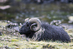 Islandic sheep