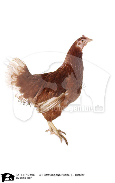 clucking hen / RR-43696