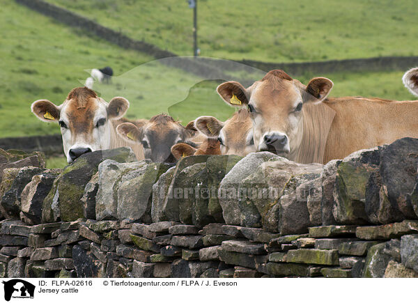 Jersey-Rinder / Jersey cattle / FLPA-02616