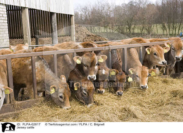 Jersey-Rinder / Jersey cattle / FLPA-02617
