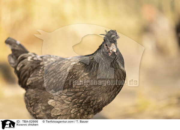 Kosovo chicken / TBA-02666