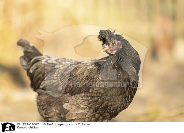 Kosovo chicken / TBA-02667