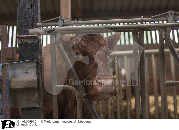 Limousin Cattle / AM-05969